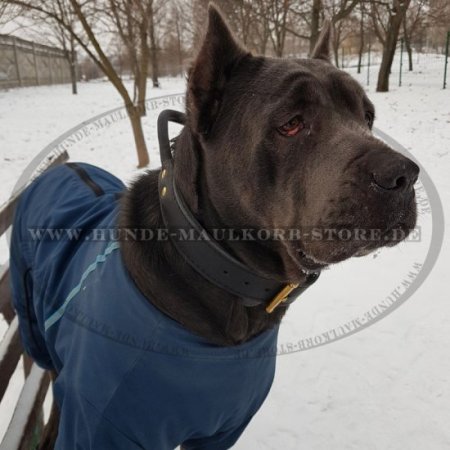 Breites Hundehalsband aus Echtleder mit Griff für Cane Corso
