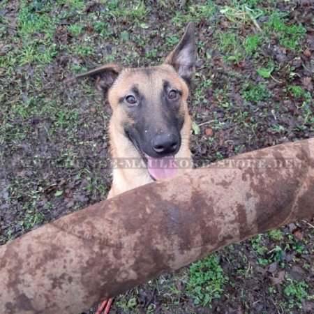 Langes Bringsel für große Hunde mit zwei Handschlaufen