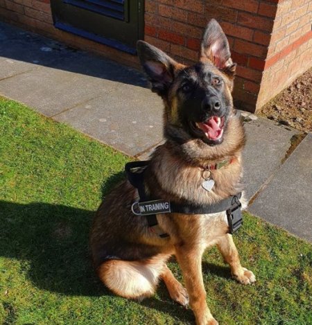 Deutscher Schäferhund Diensthund Geschirr mit Logos