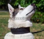 Hundehalsband gepolstert für Husky, Laika Diensthundeartikel!