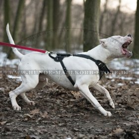 K9 Brustgeschirr mit weicher Filpolsterung für Argentinische Dogge