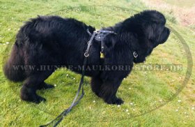 Dauerhaftes Hundegeschirr aus Leder für Neufundland