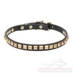 Feines Hundehalsband Leder mit Dekorationen