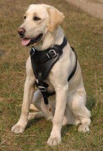 Hundegeschirr aus Leder für Labrador