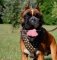 Leder Hundegeschirr Boxer zum besten Preis!