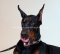Nieten Halsband Leder Exklusiv | Dobermann Hunde Halsband