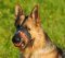 Leather Muzzle Exclusive for German Shepherd, Design Dog Muzzle