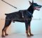 Ledergeschirr mit Polsterung | Dobermann Hunde K9 Geschirr