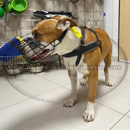 Ledergeschirr für Aktivitäten mit Amstaff