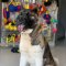 Hundemaulkorb aus Draht mit Gummibeschichtung für American Akita