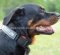 Rottweiler Halsband Nylon mit Logo Superhaltbarkeit!