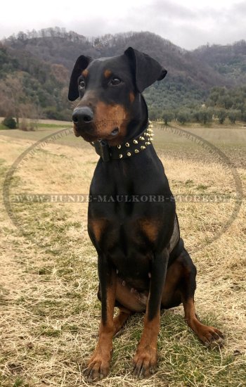 Oiled Leather Collar for Dogs with Gold Spike Design