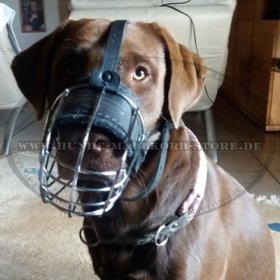 Wire Basket Muzzle for Labrador | Cage Dog Muzzle for Retriever