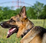 Hundehalsband Nylon mit Konchen für Deutschen Schäferhund