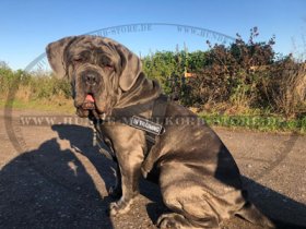 Robustes K9 Brustgeschirr aus Nylon für Mastiff multifunktional