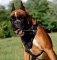 Hundegeschirr aus Leder für Deutscher Boxer