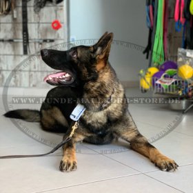 Malinois Halskette Nirosta vom Herm Sprenger