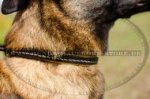 Zughalsband Leder gepolstert für Schäferhundebeibringung