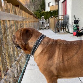 Gorgeous Caterpillar Dog Collar With Square Nickel Studs