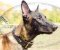 Hundehalsband Leder geflochten für Schäferhund 2020
