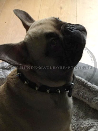 Hundehalsband für Fr. Bulldogge, Bestseller vom Kauf