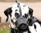 Dalmatian maulkorb aus leder, superbequem für den Hund
