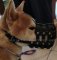 Shiba Inu Maulkorb Leder in Netzkonstruktion mit guter Belüftung