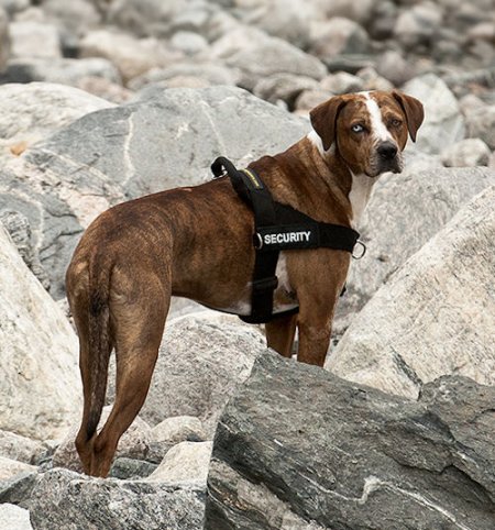 Allwettergeschirr für Louisiana Catahoula Leopard Dog