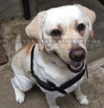 Laufgeschirr Service Hund Labrador, Echtleder