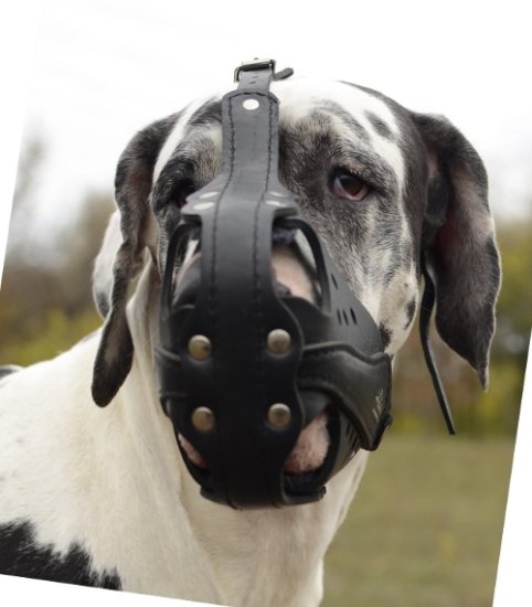 Leather Muzzle Attack | Great Dane Muzzles with Ventilation