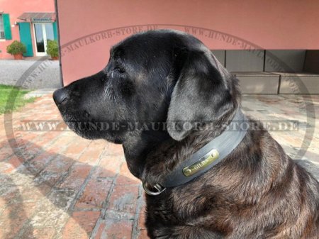 Praktisches Hundehalsband mit ID-Platte für Labrador