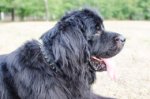 Lederhalsband mit Spikes | Hundehalsband Neufundland