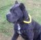 Cane Corso Hundehalsband Nylon mit Handschlaufe