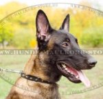 Hundehalsband mit Stacheln-Nieten für Belgischen Malinois