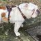 Englische Bulldogge Geschirr aus Leder extra leicht