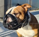 Robuster Hundemaulkorb Leder mit guter Luftzirkulation für Continental Bulldog