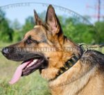 Deutscher Schäferhund Halsband aus Leder mit Platten