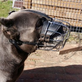 Wire Basket Dog Muzzle for Cane Corso