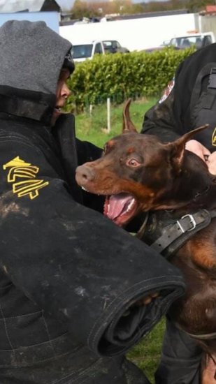 Vollschutzanzug für Schutzhund, Mondioring und French Ring