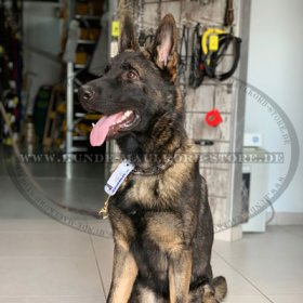 Malinois Halskette Nirosta vom Herm Sprenger