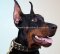 Halsband Nieten Exklusiv | Dobermann Halsband Leder, Nappa