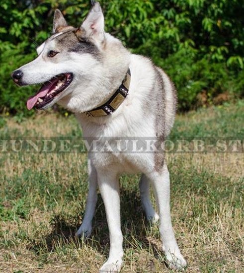 Halsband für Schlittenhunde mit Nieten und Platten