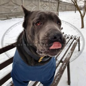 Breites Hundehalsband aus Echtleder mit Griff für Cane Corso