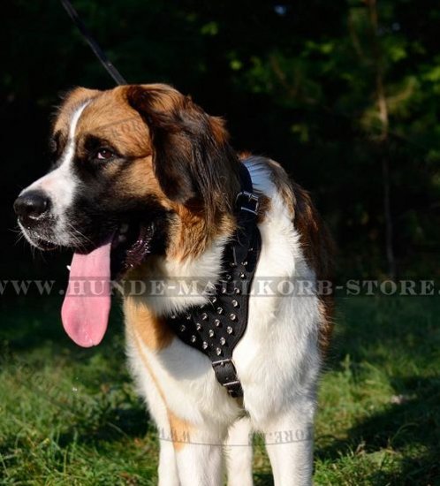 Aus Leder gefertigtes Lauf-Hundegeschirr mit Nieten