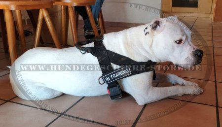 Multifunktioneles Geschirr aus Nylon für Amerikanische Bulldogge