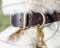 Fettleder-Halsband mit Nieten für Husky und Laika