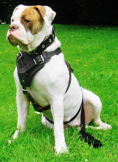 Hundegeschirr aus Leder für American Bulldog - zum Schließen ins Bild klicken