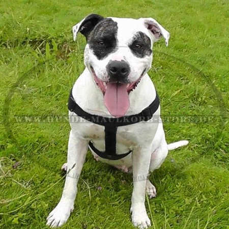 Allwetter-Hundegeschirr aus Nylon H6 für Pitbull