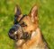 German Shepherd Art Leather dog muzzle "Wire" style