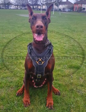 K9 Hundegeschirr für Dobermann Hund